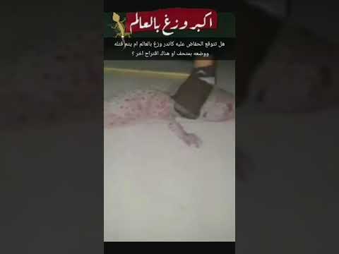 فيديو: أبو بريص ذو الذيل الورقي: الموطن ، والتكاثر ، وميزات الأنواع والوصف مع الصورة