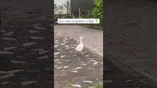 #ai #bali #nomadfamily #duck #kids #exploring #donaldduck #pets