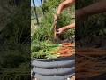 Carrot Harvest #garden #gardening #growyourownfood