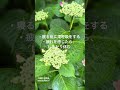 【健康第一】健康づくりと万が一の安心を..#shorts #紫陽花