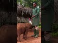 अपने भाग्य से लड़ता एक नन्हा अनाथ हाथी [An orphaned baby elephant battling its fate]