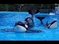 Tilikum and Trua - Dine With Shamu at SeaWorld Orlando (9/8/13)