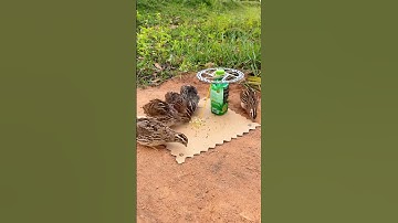 Creative New Easy Bird Trap // Quail Trap # quick bird trap #shorts