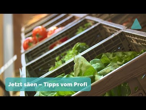 Video: So Erzielen Sie Eine Frühe Salaternte Im Freien