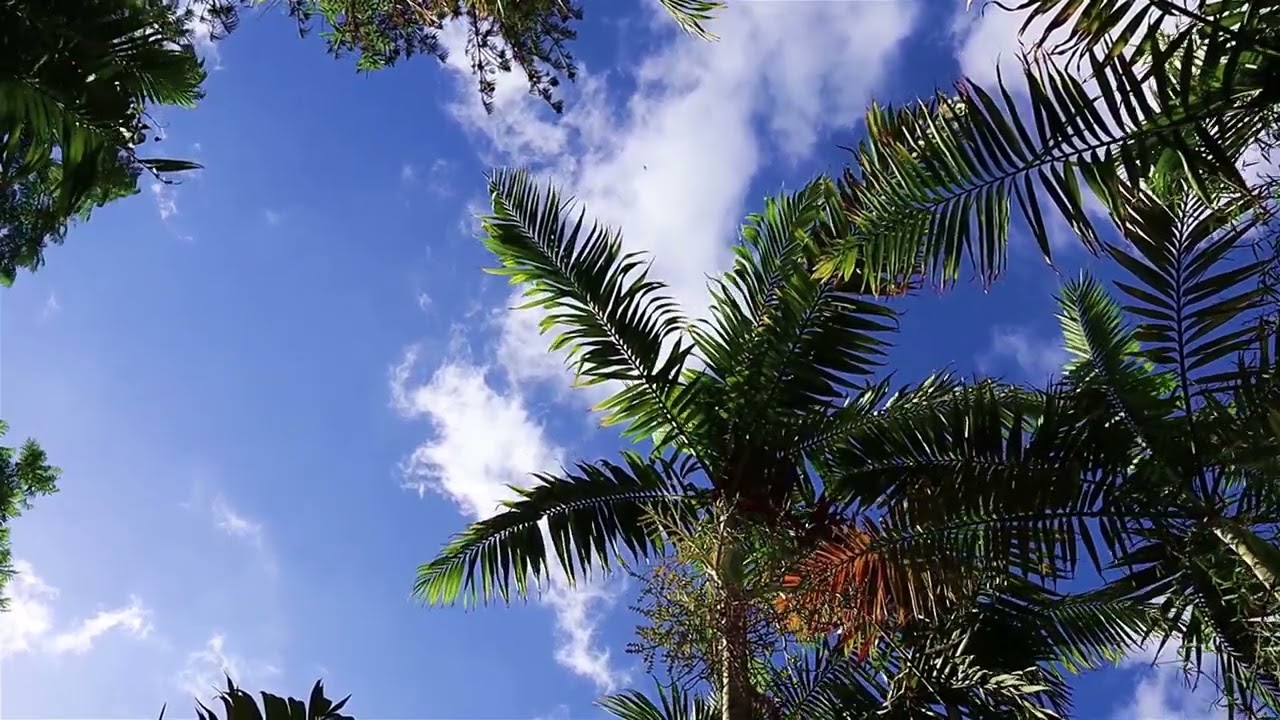 Obejrzyj Relaxing Palms Meditation w YouTube Obejrzyj Relaxing Palms Meditation w YouTube
