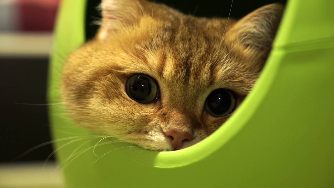 funny cats sleeping in weird positions compilation 2014 funnyplox Adventure Time!