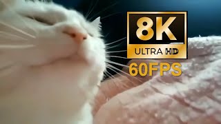 Vibing Cat (8K 60Fps) Remaster 🙀😼🐱