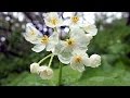 北海道 高山 植物 白い 花 597345