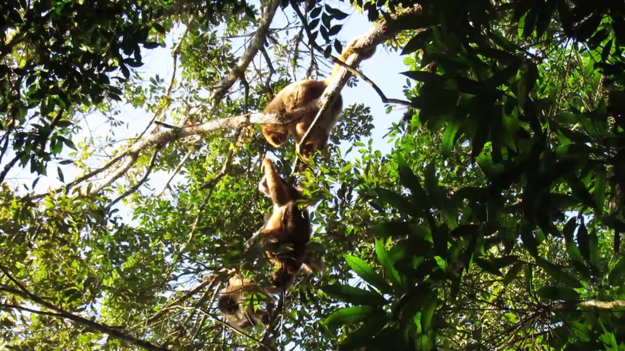 A Fantástica Mata Atlãntica Nº18 Muriqui-so-sul(Brachyteles arachnoides).