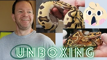 Unboxing + Royal Constrictor Designs visit