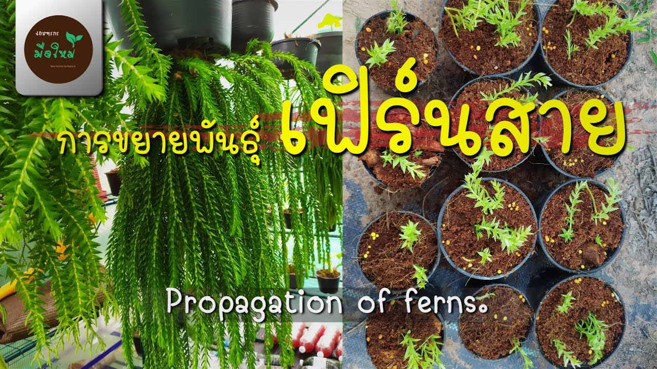 การขยายพันธุ์เฟิร์นสาย ไม้ประดับที่นิยมนำมาประดับตกแต่งบ้าน  Propagation of ferns.