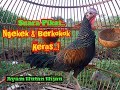 Ayam Hutan Hijau jantan  Mabung Tetap Rajin Ngekek dan Berkokok