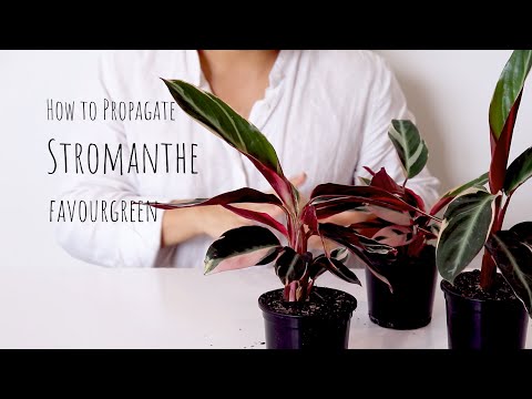 How to Propagate Stromanthe triostar | Stromanthe Propagation and Care Tips for stromanthe plant