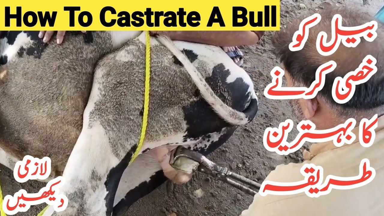 Castration Of Bull How To Castrate A Bull Casting Of Bull Dr Hafiz castration-of-bull-how-to-castrate-a-bull-casting-of-bull-dr-hafiz
