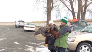 Famous Lead-poisoned bald eagle is released after rehabilitation Profile