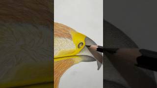 Realistic Eagle Drawing Step by Step 🦅 Beautiful Bird Art #shorts #realisticdrawing