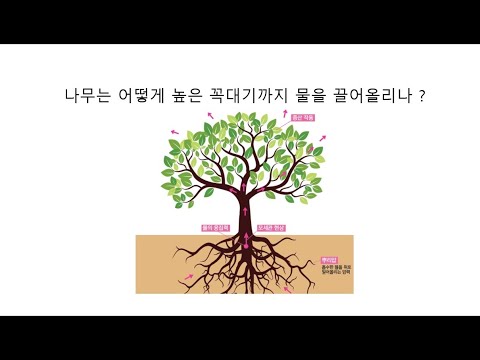 나무는 꼭대기까지 물을 어떻게 끌어올릴까