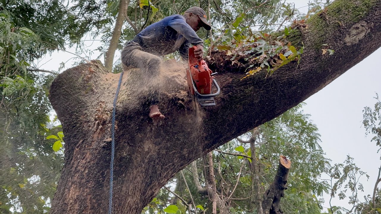 Disarrayed... The felling of a big tree above the village house‼️