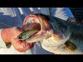 Limit of Largemouth Bass for over 45lbs on SECRET LAKE! (Must Watch!)