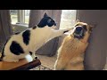 Funny Dogs And Cats Videos 2024 😅They&#39;re Best Friends