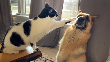 Funny Dogs And Cats Videos 2024 😅They're Best Friends