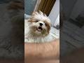 Ninu time kaha iska to masti time rehta hai hamesha 😂#pets #puppy #vlog #viral