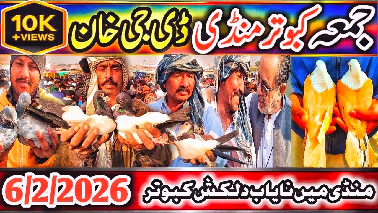 Kabootar Mandi | DGKhan Latest Update 57 Vlog | DGKhan Mandi | Pigeon Market Dera Ghazi Khan Special