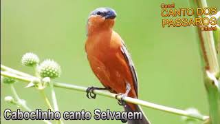 CABOCLINHO CANTO SELVAGEM PARA ESQUENTAR O SEU!!!' '