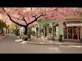 Relaxing Morning Jazz at a Cozy Bakery Café under Cherry Blossoms 🌸 Calm Jazz for Peaceful Start Day