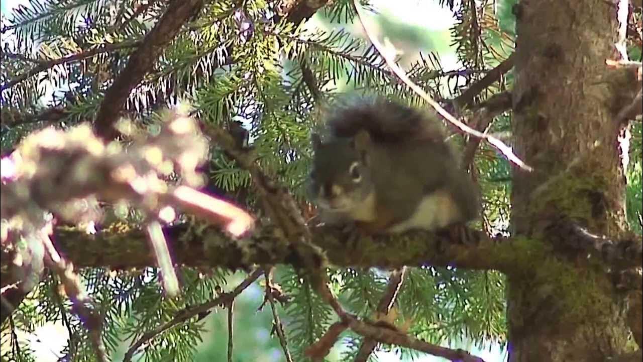 Squirrel Chirping (Stabilized) YouTube