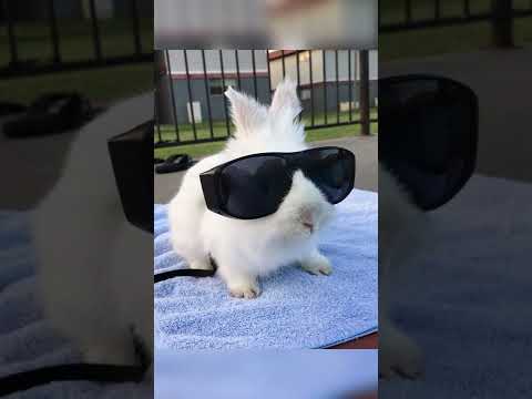 Video: 150+ Sevimli ve Komik Tavşan Tavşan İsimleri