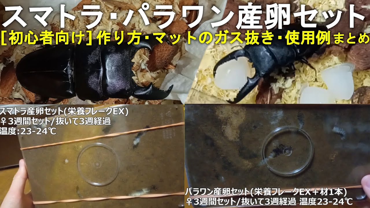 【初心者向け】スマトラオオヒラタ・パラワンオオヒラタの産卵セット【作り方・マットのガス抜き・使用例】