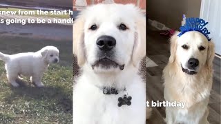 Watch My Golden Retriever Grow Up