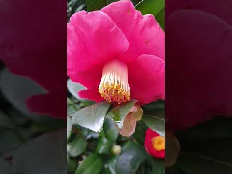 Video: Salvija - brīnišķīga skaistuma zieds