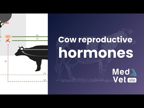 Wideo: Które hormony są odpowiedzialne za ruję u zwierząt gospodarskich?
