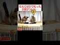 甘えてばかりだった子猫が…