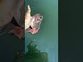 Mother Sea Lion Takes Our Fish To Feed Her Baby Seal! #shorts #fishing #pets