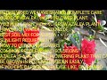  Azalea 💐Plant Care Indoor &amp; Outdoor | Complete Guide🔔