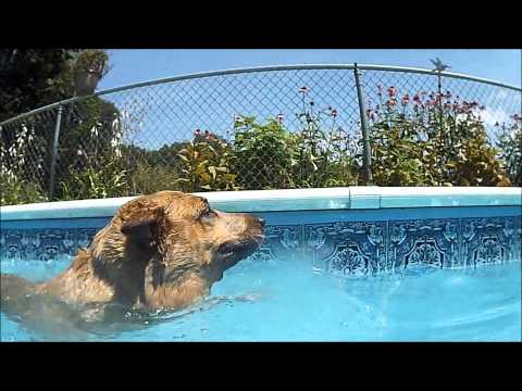 matilda-the-cow-dog-just-add-water