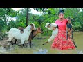 Women Help 2 Goat - Cooking Pork For Dog Eat At Forest Delicious HD