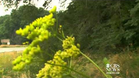 Poison parsnip  Worse than poison ivy