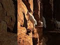 “One Wrong Step = Death 🐐💀 #short #wildlife
