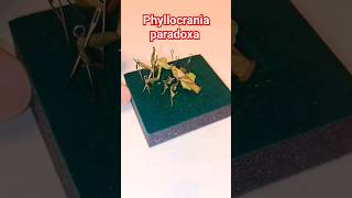 расправляю богомола - призрака Phyllocrania paradoxa #богомол #mantis