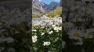 Elif Biyani Newroz - Stranen Kurdi - Kürtçe Şarkılar Resimi