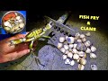 FRYING SMALL FISH & Eating Clams & Crab , Coastal Foraging