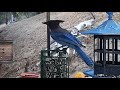 Woodshed Breakfast🐦12 Species! LIVE STREAM REPLAY Descanso, CA California Mountain Bird Feeder