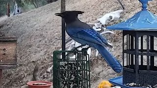 Woodshed Breakfast🐦12 Species! LIVE STREAM REPLAY Descanso, CA California Mountain Bird Feeder