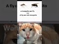 Cat meme