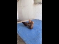 سيراما محمد تركي 2