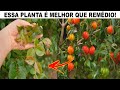 AS FOLHAS DESTA FRUTA DESTRÓI DOENÇAS !! (Insônia, Acne, Inflamações, Diabetes, Hipertensão, Câncer)